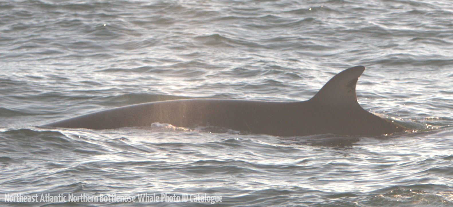 Whale ID: 0069,  Date taken: 15-06-2015,  Photographer: Tomoko Narazaki
