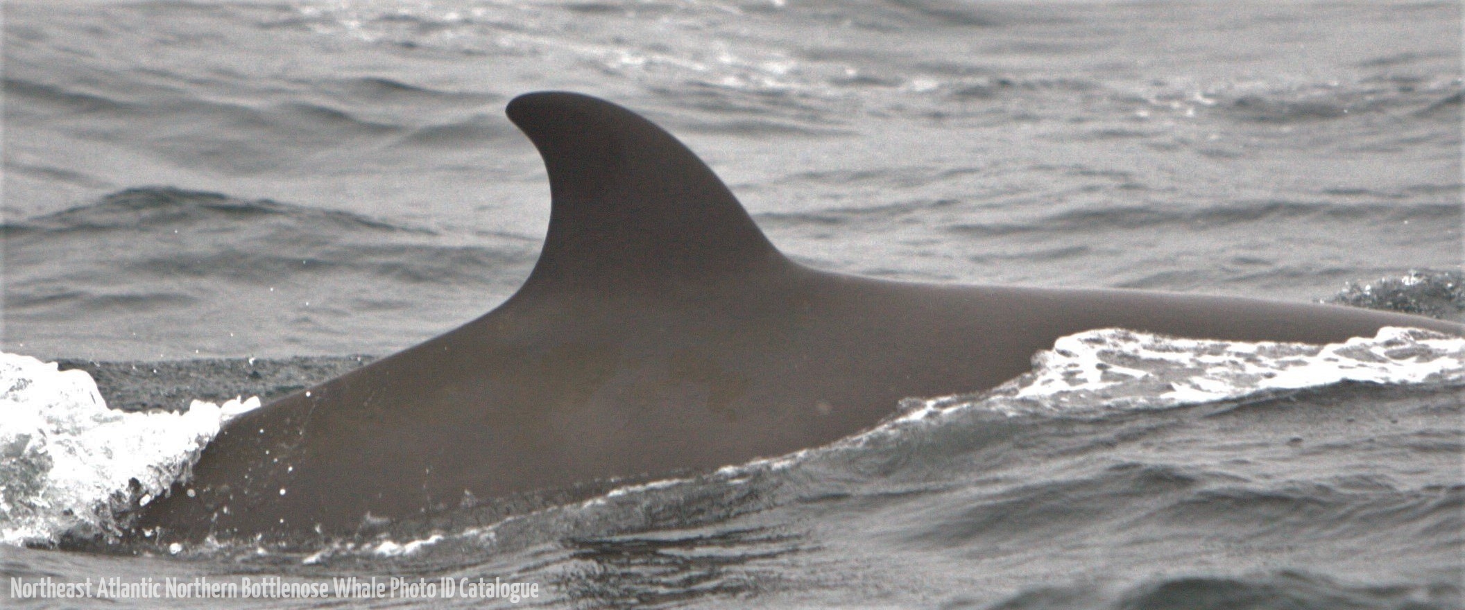 Whale ID: 0328,  Date taken: 20-06-2015,  Photographer: Hannah Wood