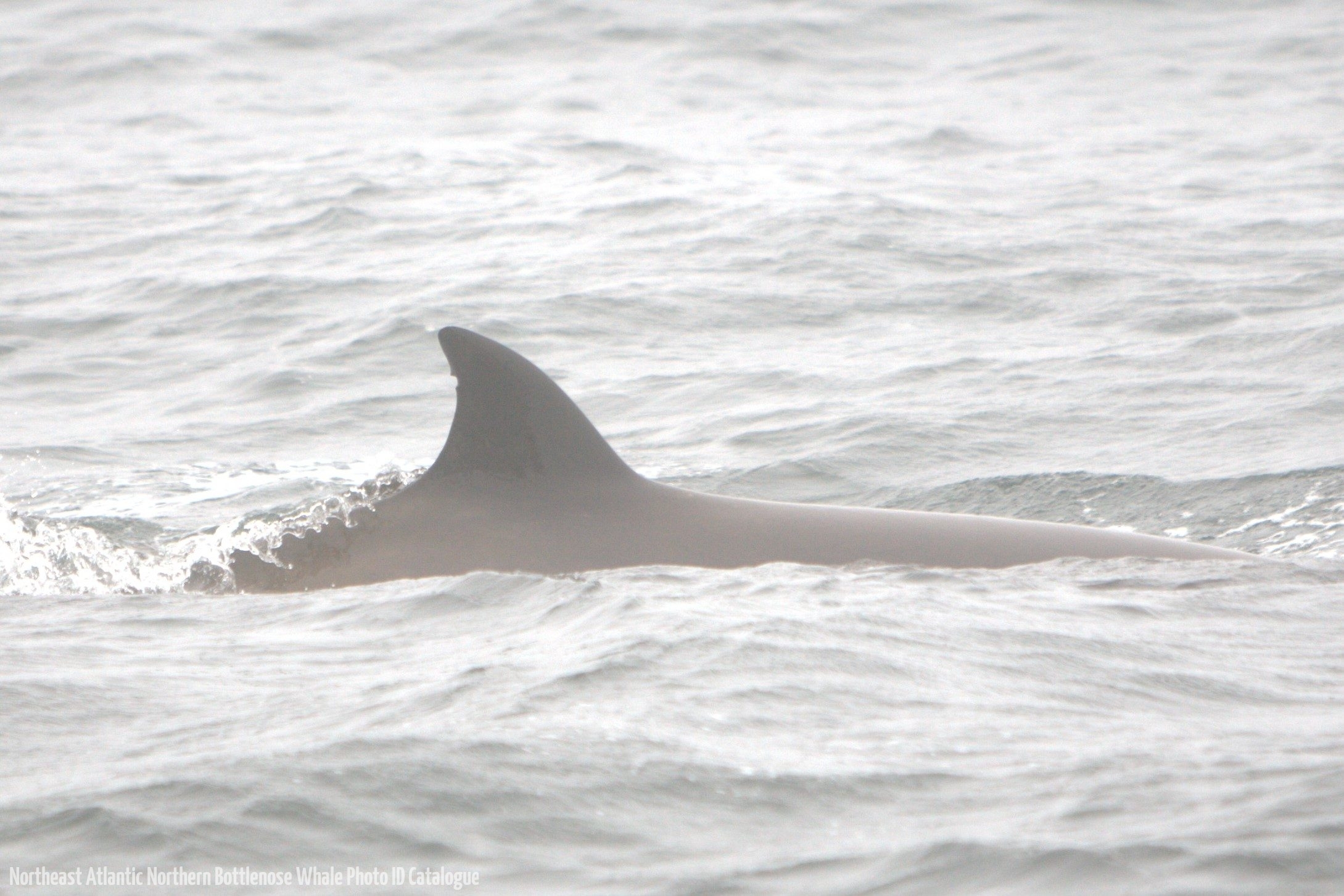 Whale ID: 0320,  Date taken: 20-06-2015,  Photographer: Hannah Wood