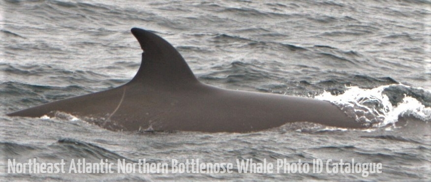 Whale ID: 0319,  Date taken: 20-06-2015,  Photographer: Saana Isojunno