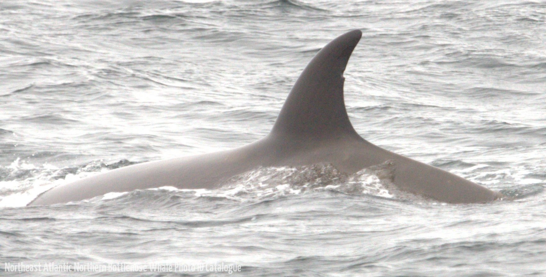 Whale ID: 0096,  Date taken: 20-06-2015,  Photographer: Joanna L. Kershaw