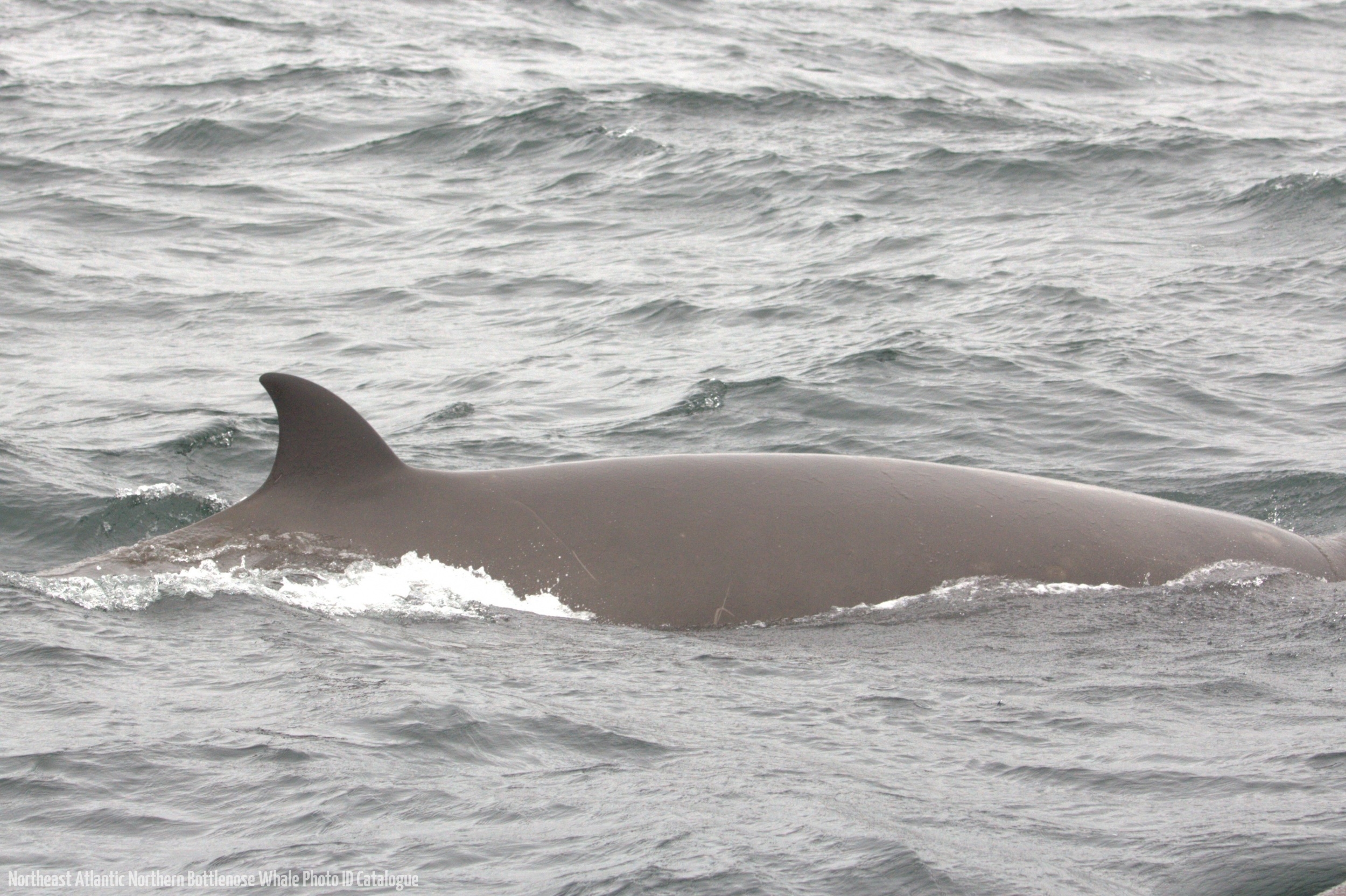 Whale ID: 0325,  Date taken: 20-06-2015,  Photographer: Joanna L. Kershaw