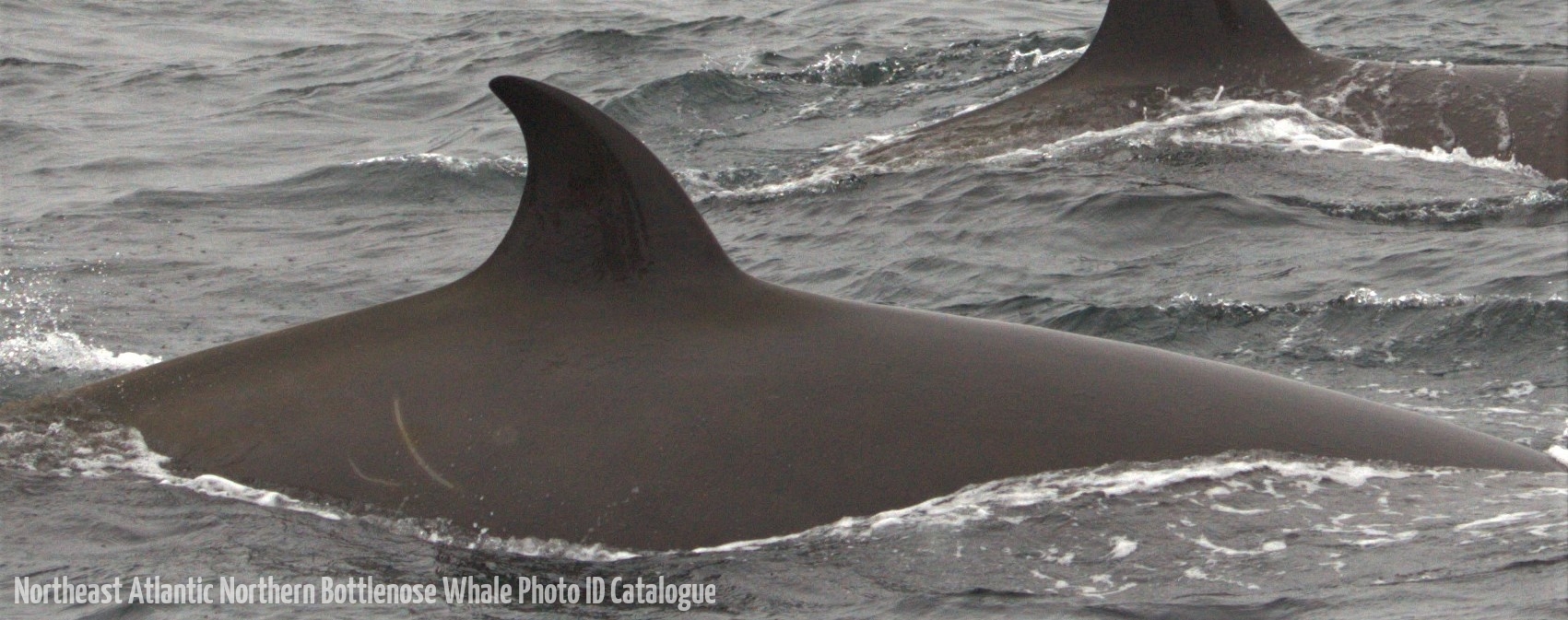 Whale ID: 0324,  Date taken: 20-06-2015,  Photographer: Joanna L. Kershaw