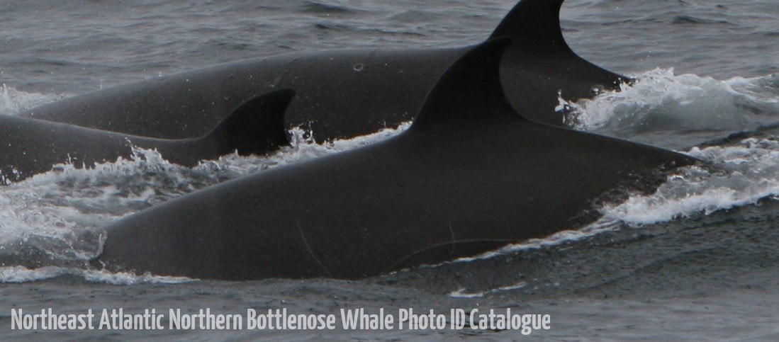 Whale ID: 0093,  Date taken: 20-06-2015,  Photographer: Unknown/project camera