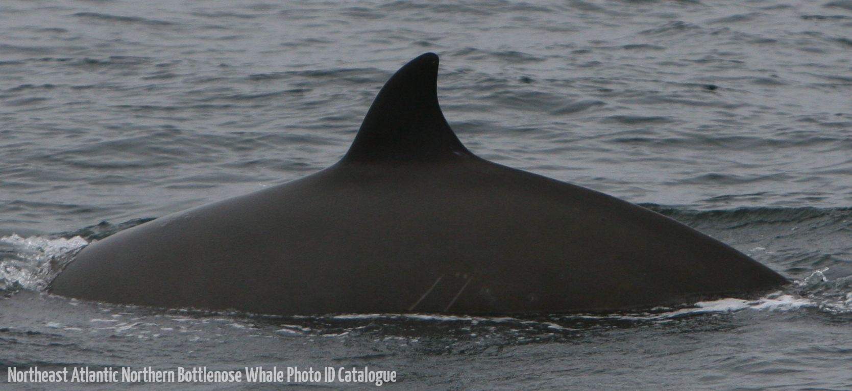Whale ID: 0100,  Date taken: 21-06-2015,  Photographer: Unknown/project camera
