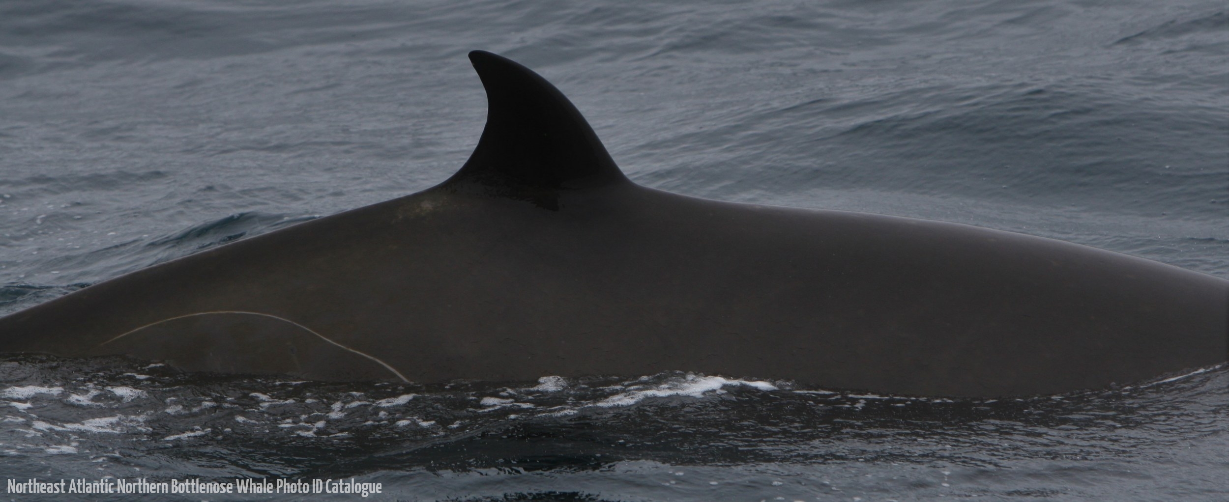 Whale ID: 0337,  Date taken: 22-06-2015,  Photographer: Unknown/project camera