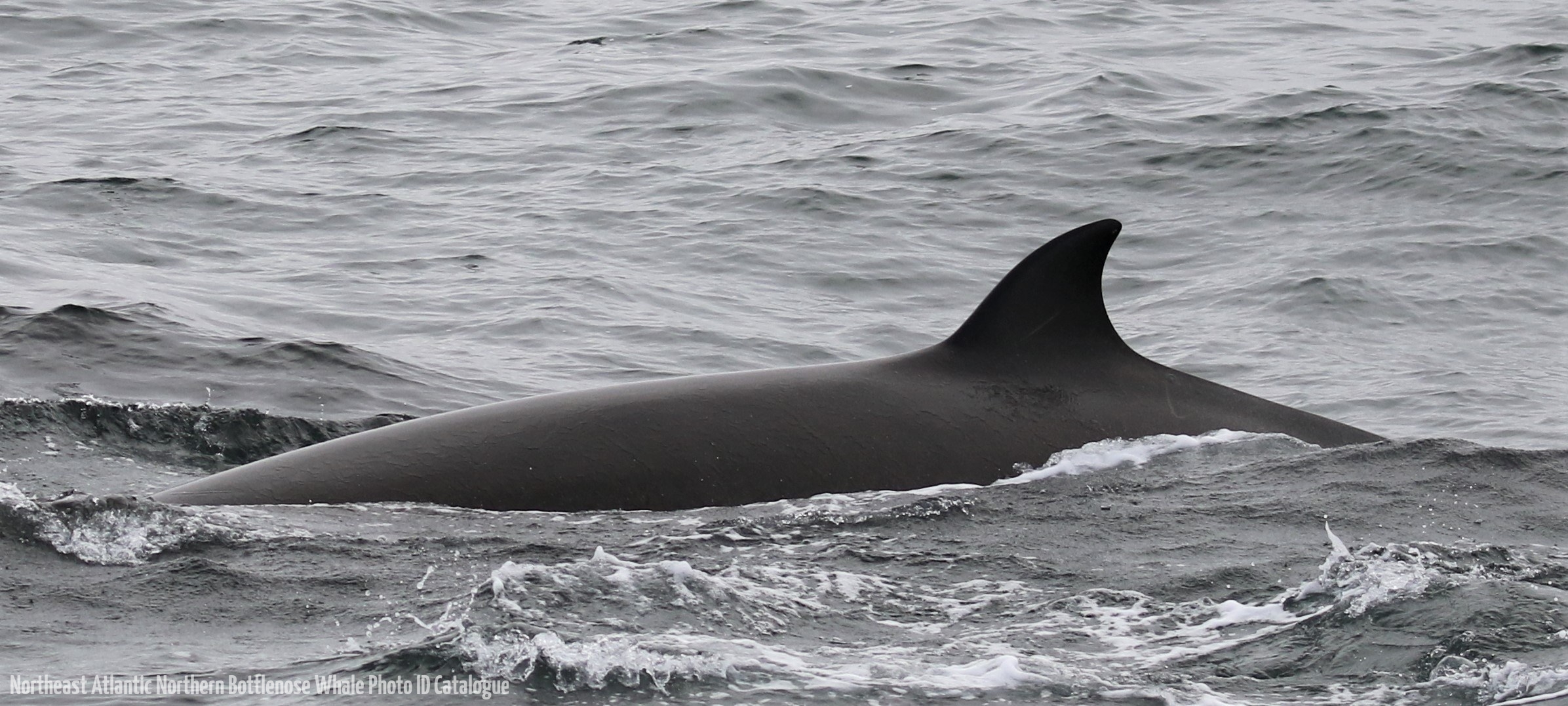 Whale ID: 0135,  Date taken: 06-06-2016,  Photographer: Eilidh Siegal