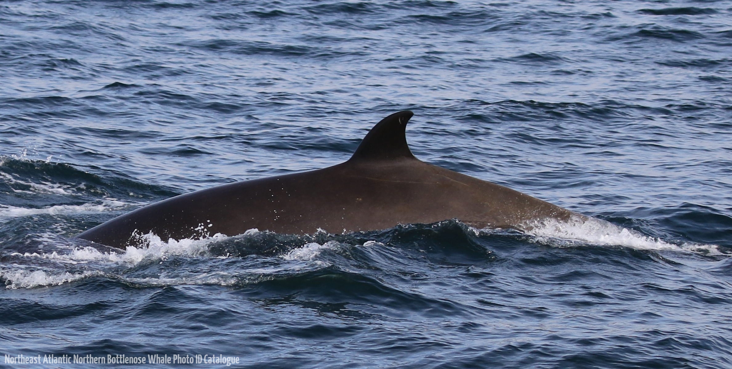 Whale ID: 0134,  Date taken: 06-06-2016,  Photographer: Eilidh Siegal