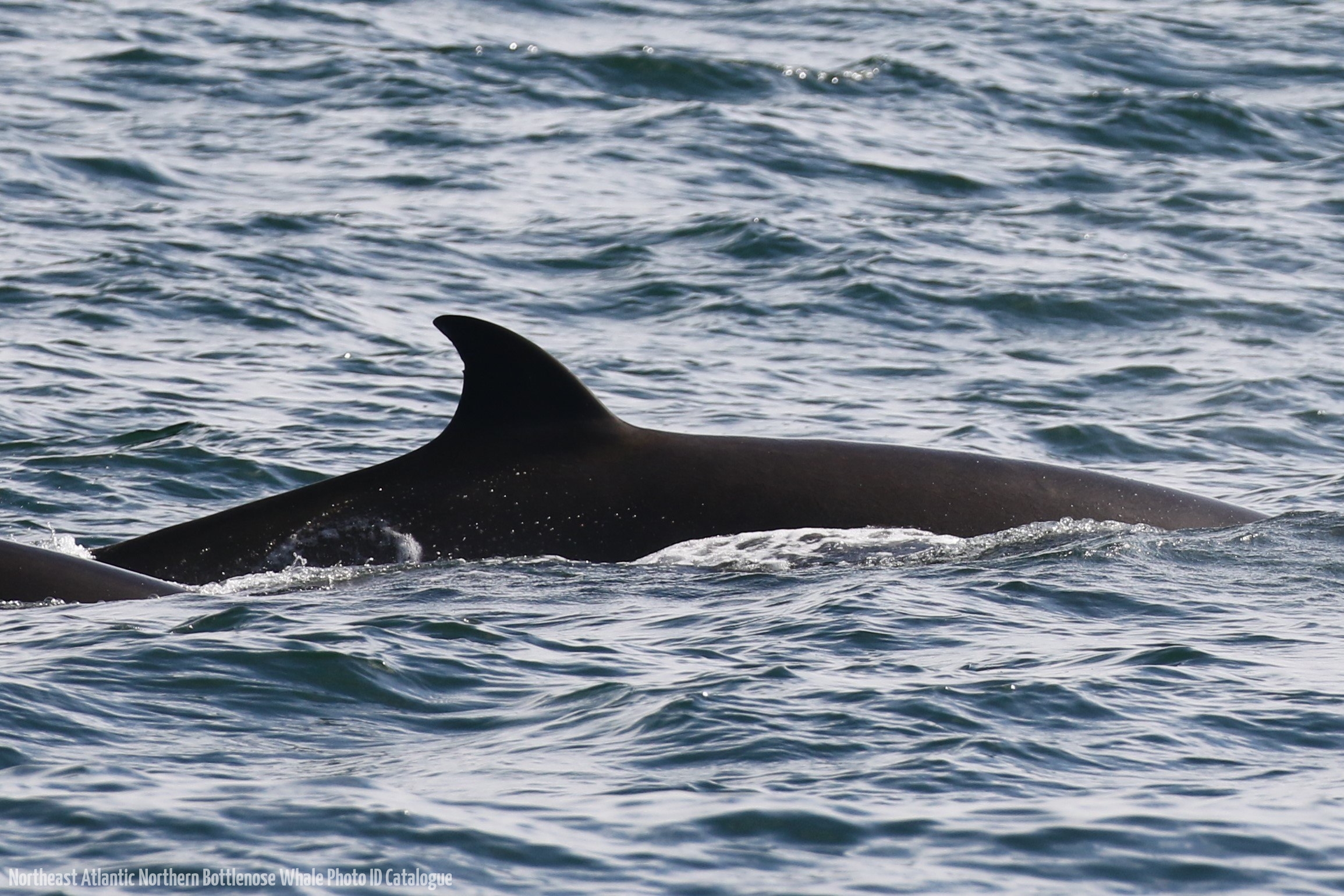 Whale ID: 0351,  Date taken: 06-06-2016,  Photographer: Eilidh Siegal