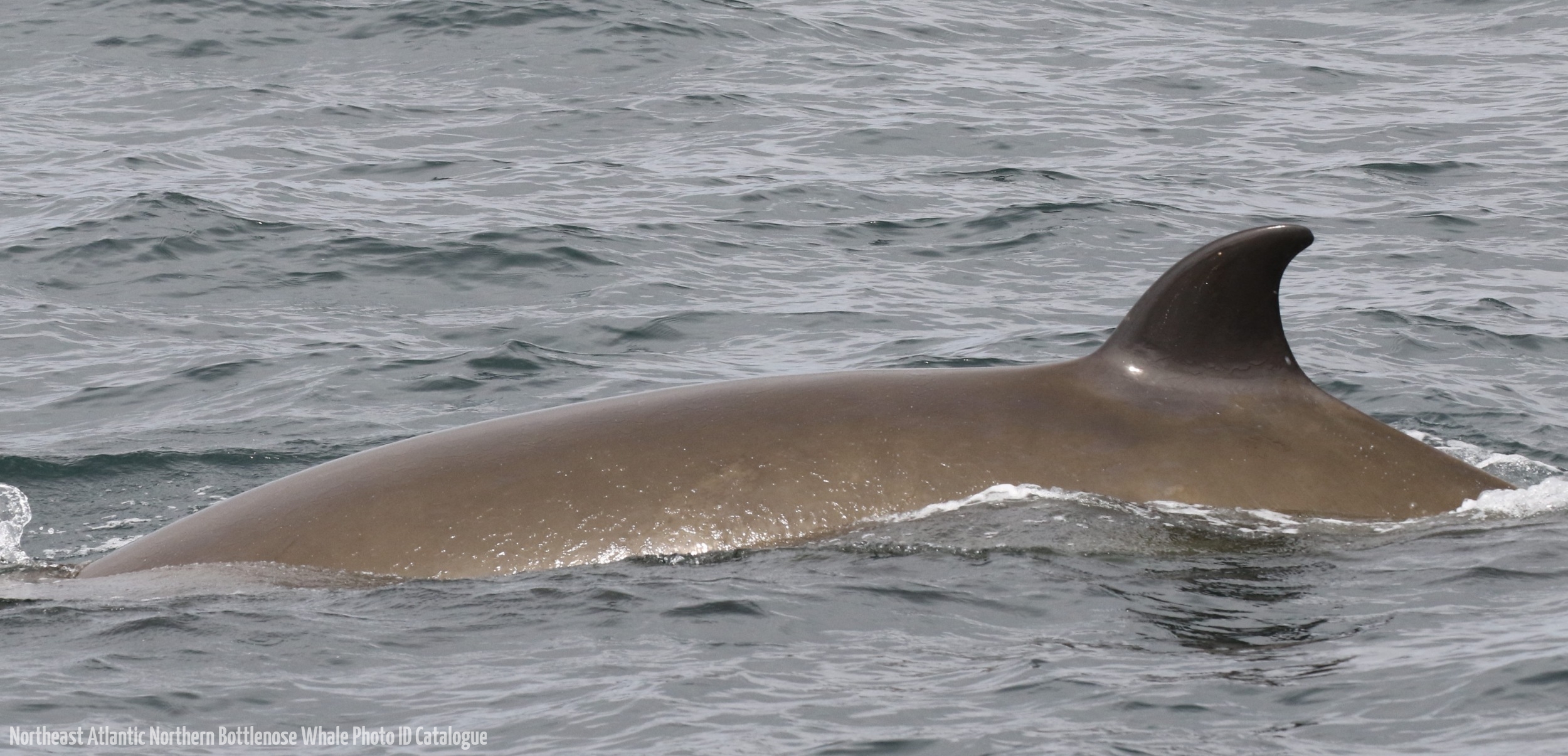 Whale ID: 0158,  Date taken: 14-06-2016,  Photographer: Naomi Boon