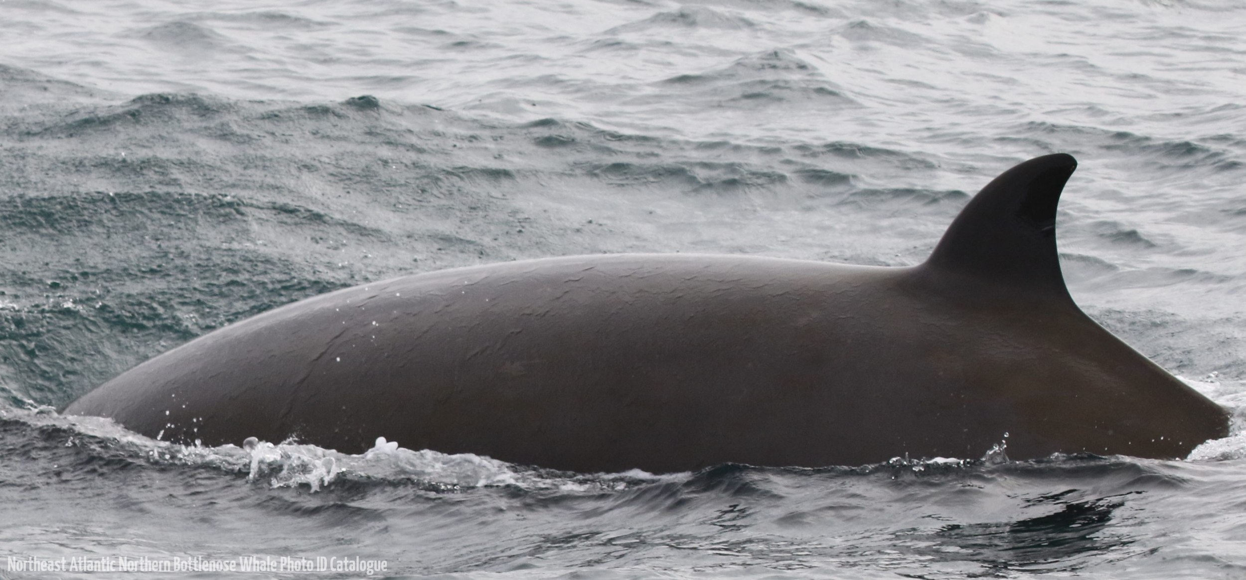 Whale ID: 0164,  Date taken: 15-06-2016,  Photographer: Naomi Boon