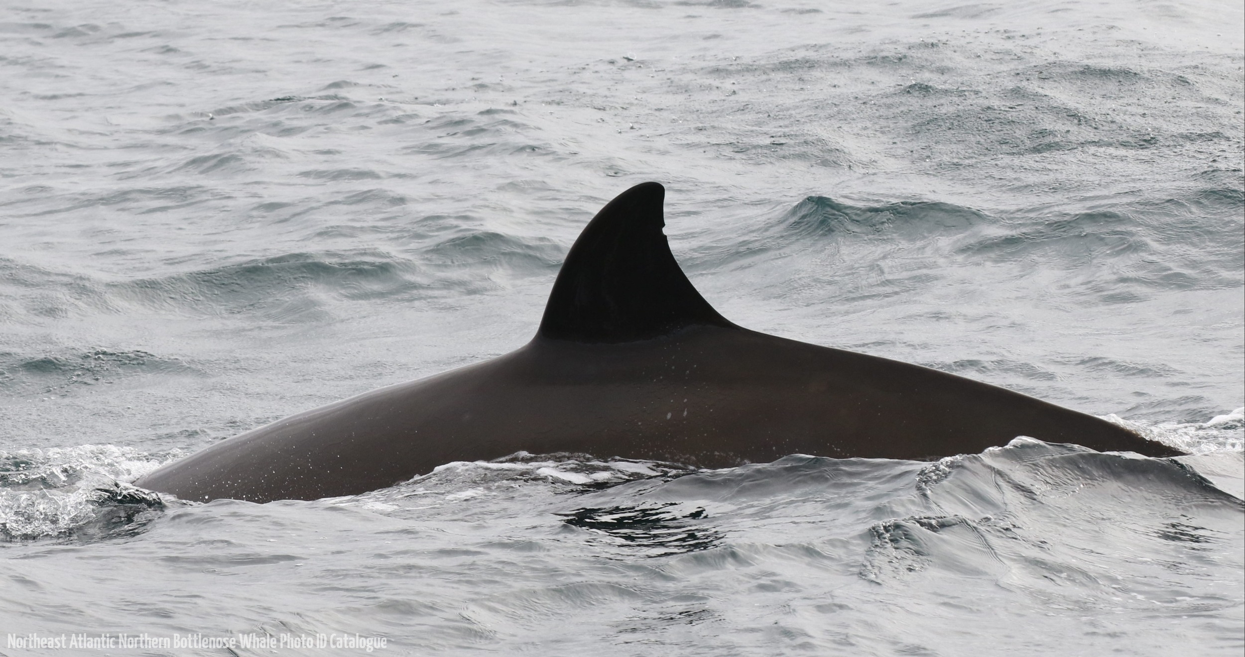Whale ID: 0160,  Date taken: 15-06-2016,  Photographer: Naomi Boon