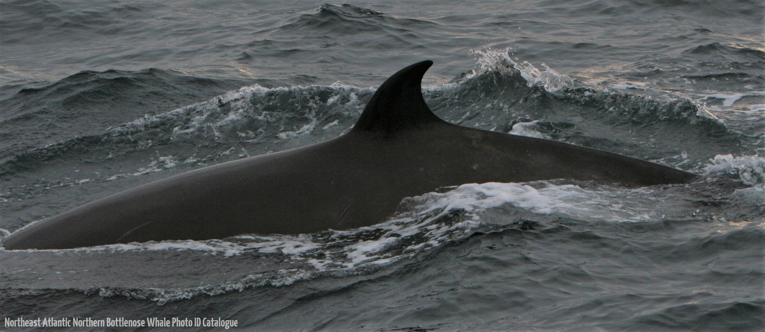 Whale ID: 0166,  Date taken: 15-06-2016,  Photographer: Natassia Eugénie