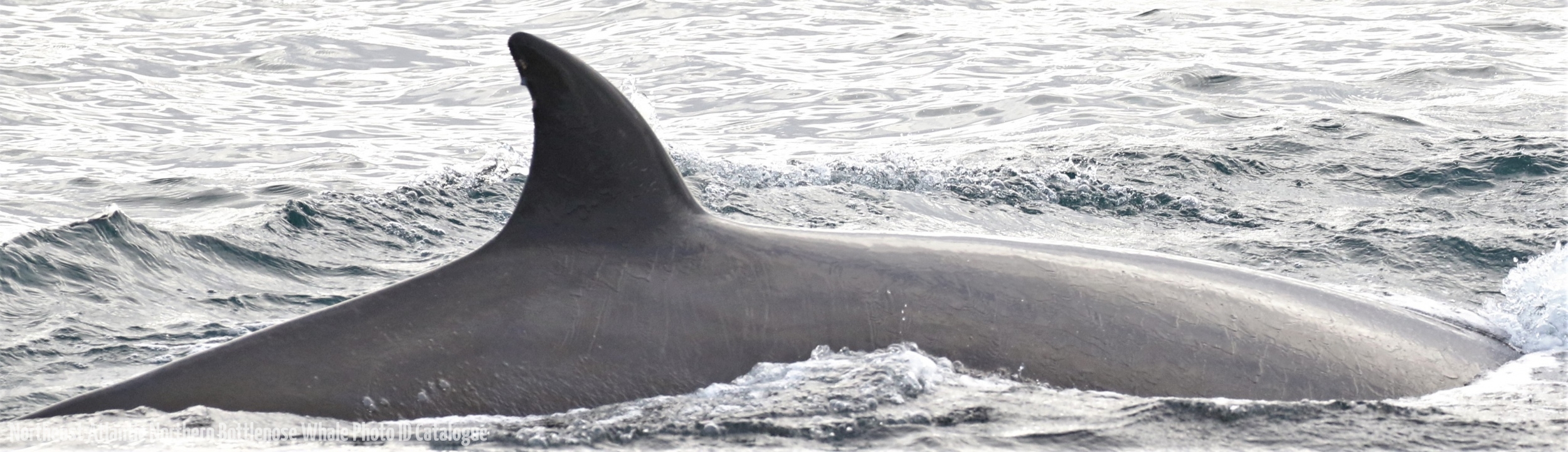 Whale ID: 0361,  Date taken: 16-06-2016,  Photographer: Eilidh Siegal