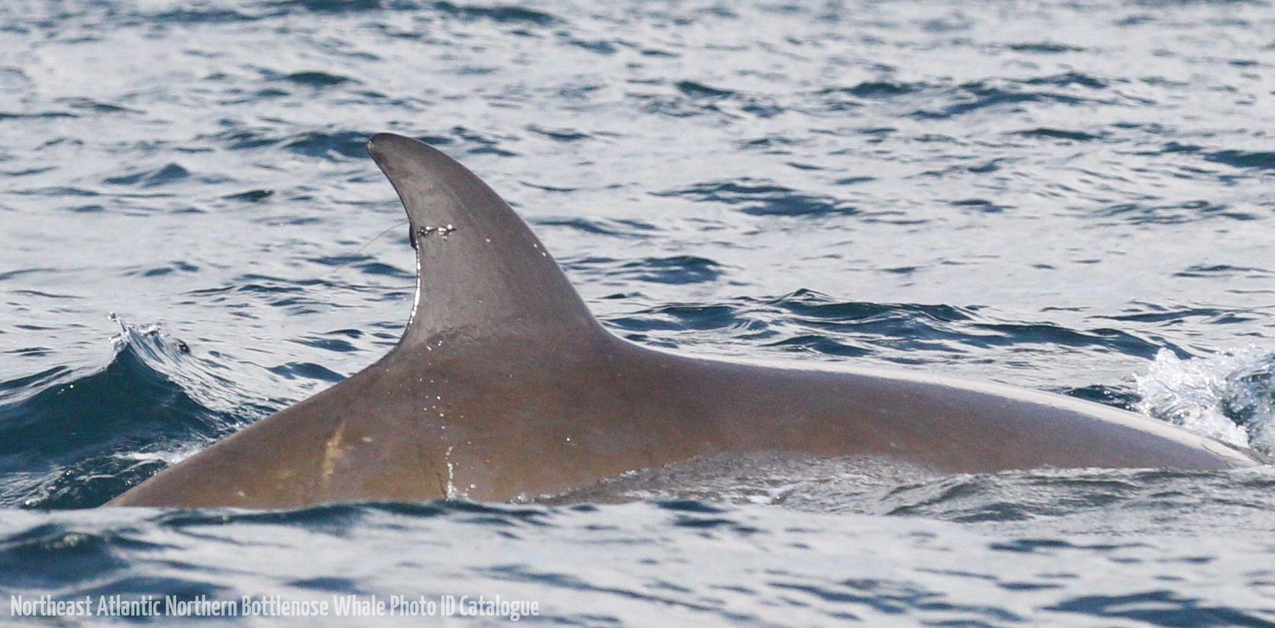 Whale ID: 0366,  Date taken: 16-06-2016,  Photographer: Lars Kleivane & Rune R. Hansen
