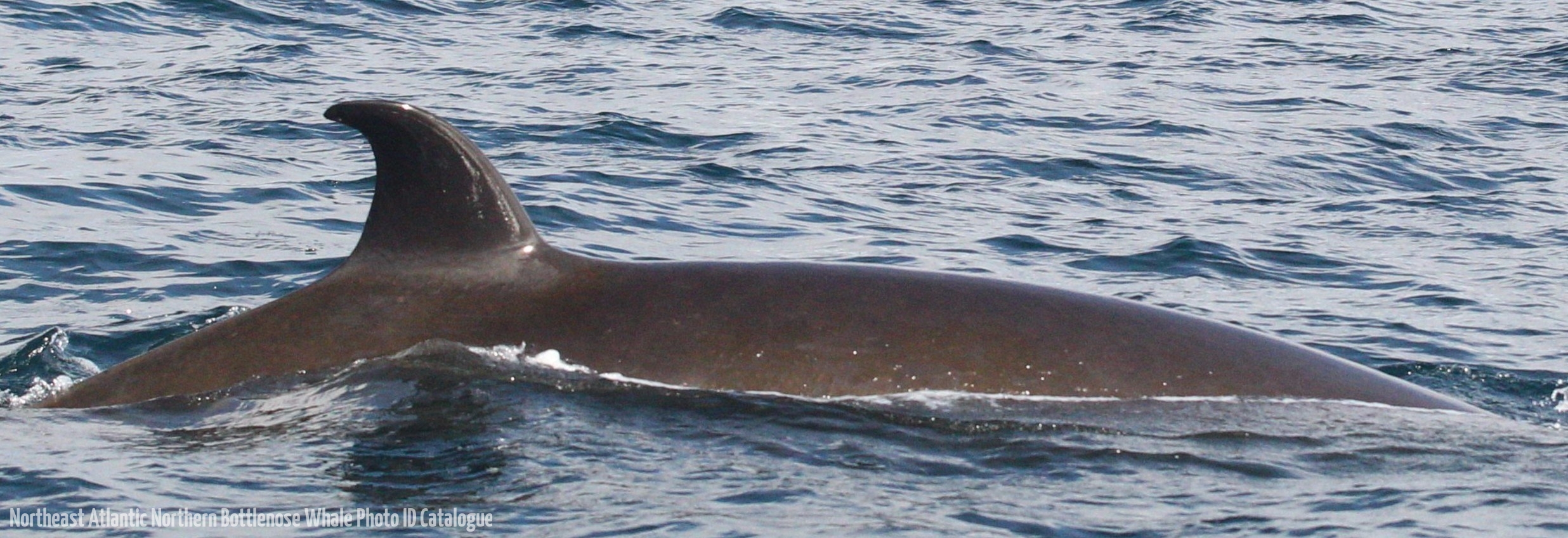 Whale ID: 0367,  Date taken: 16-06-2016,  Photographer: Lars Kleivane & Rune R. Hansen