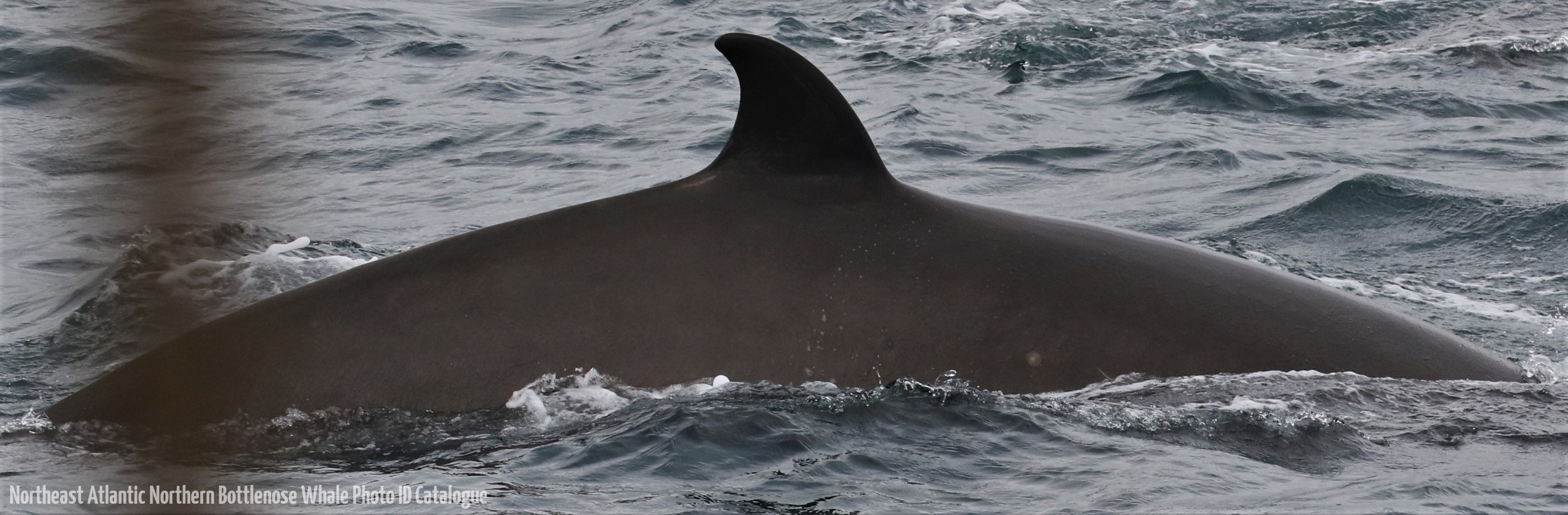 Whale ID: 0364,  Date taken: 16-06-2016,  Photographer: Eilidh Siegal
