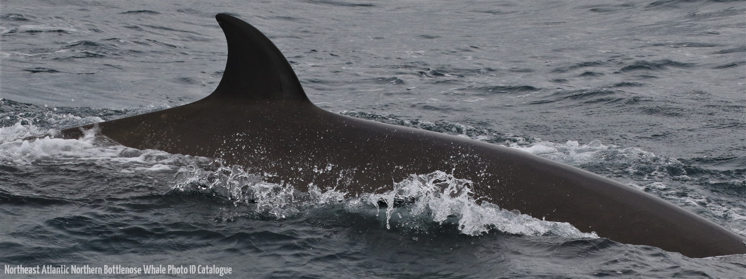 Whale ID: 0365,  Date taken: 16-06-2016,  Photographer: Eilidh Siegal