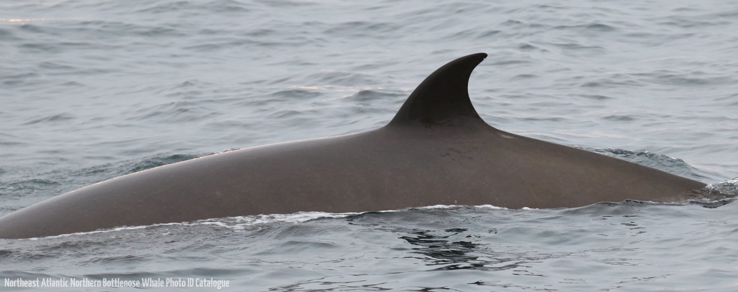 Whale ID: 0161,  Date taken: 18-06-2016,  Photographer: Eilidh Siegal