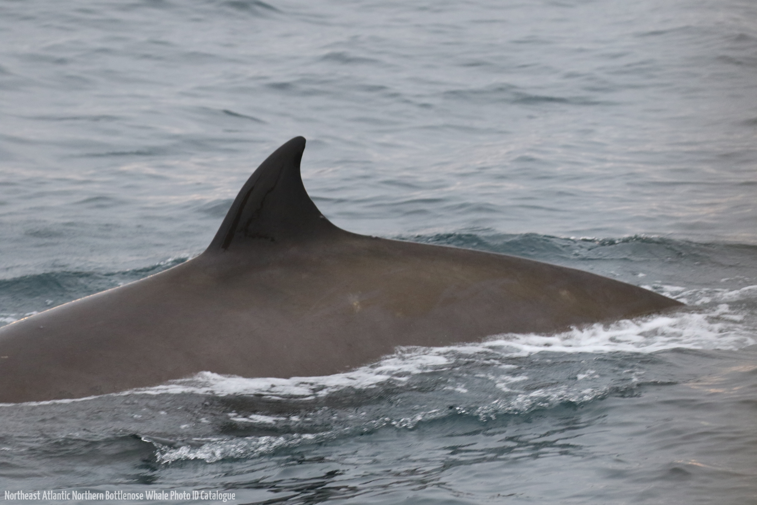 Whale ID: 0184,  Date taken: 18-06-2016,  Photographer: Eilidh Siegal