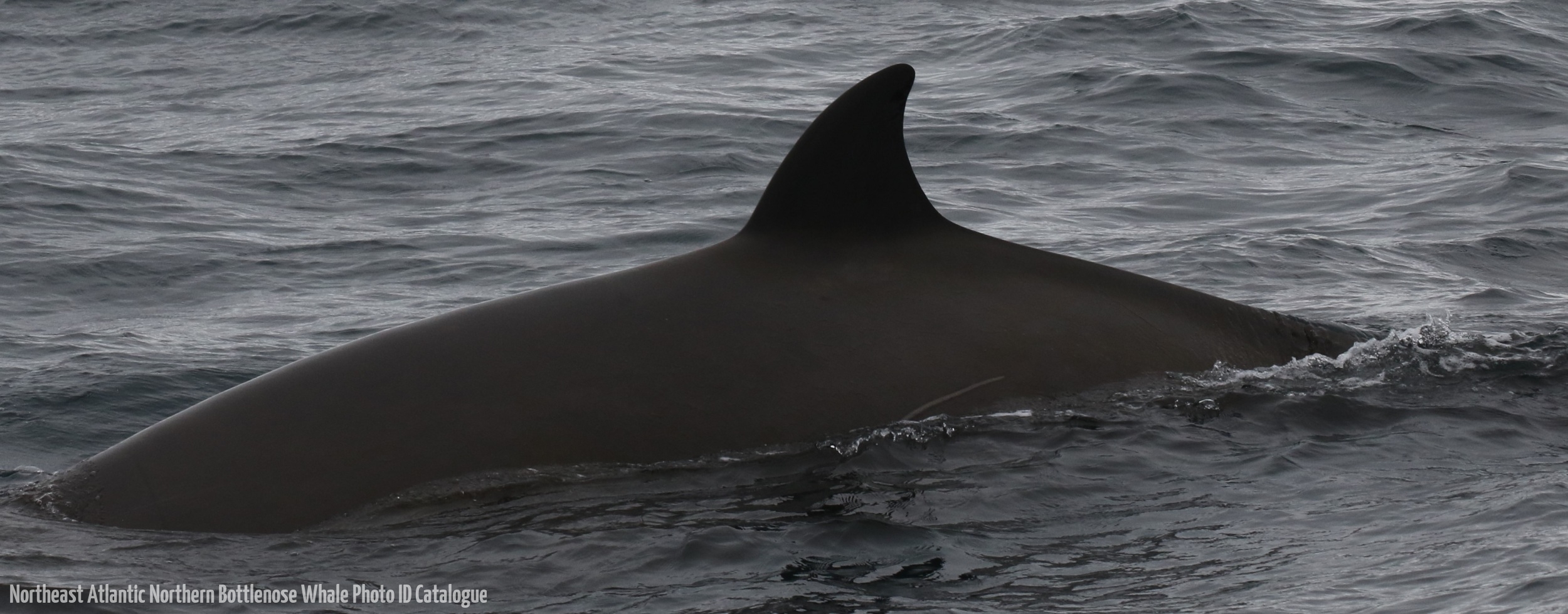 Whale ID: 0190,  Date taken: 19-06-2016,  Photographer: Eilidh Siegal