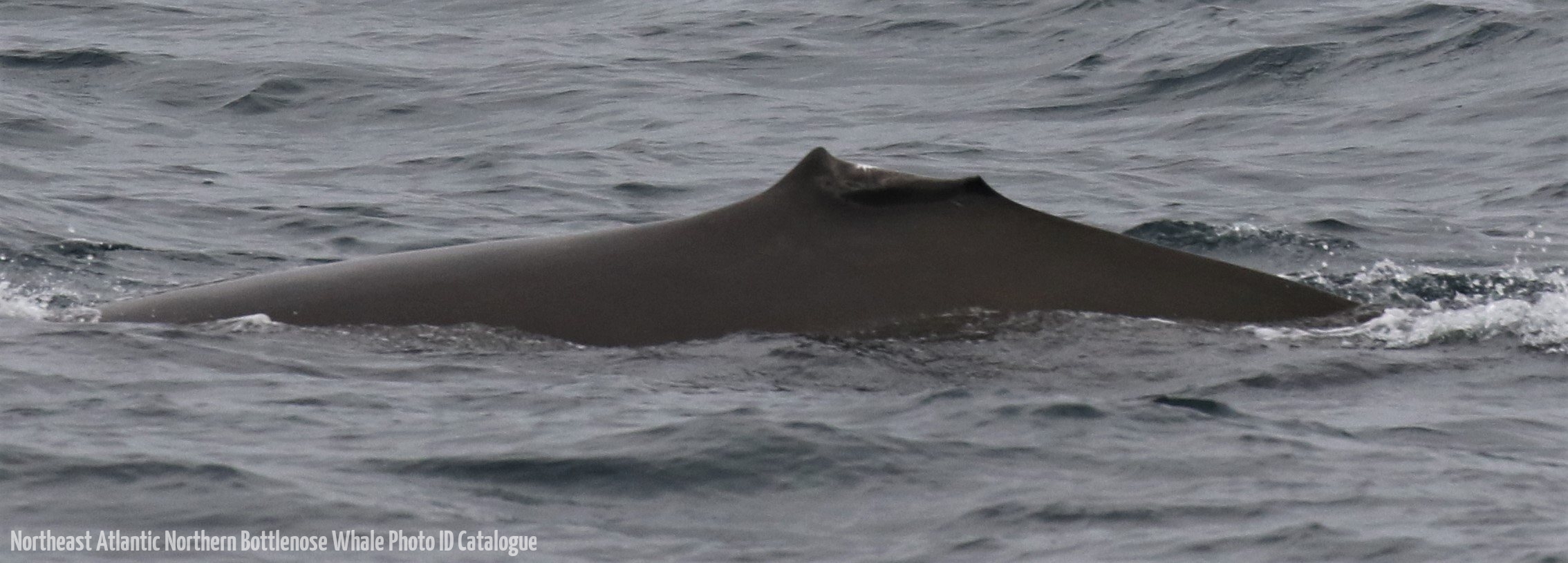 Whale ID: 0193,  Date taken: 20-06-2016,  Photographer: Eilidh Siegal