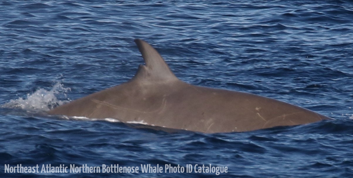Whale ID: 0371,  Date taken: 20-06-2016,  Photographer: Naomi Boon