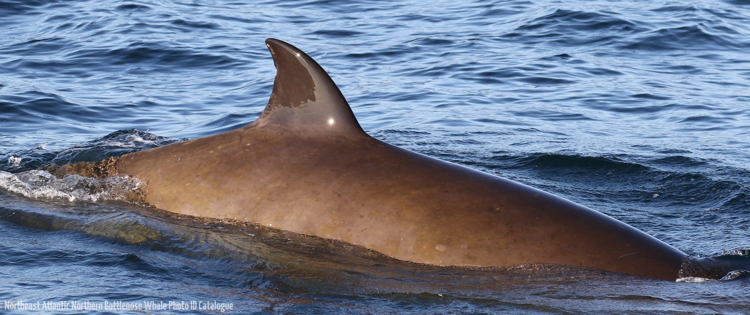 Whale ID: 0381,  Date taken: 21-06-2016,  Photographer: Eilidh Siegal