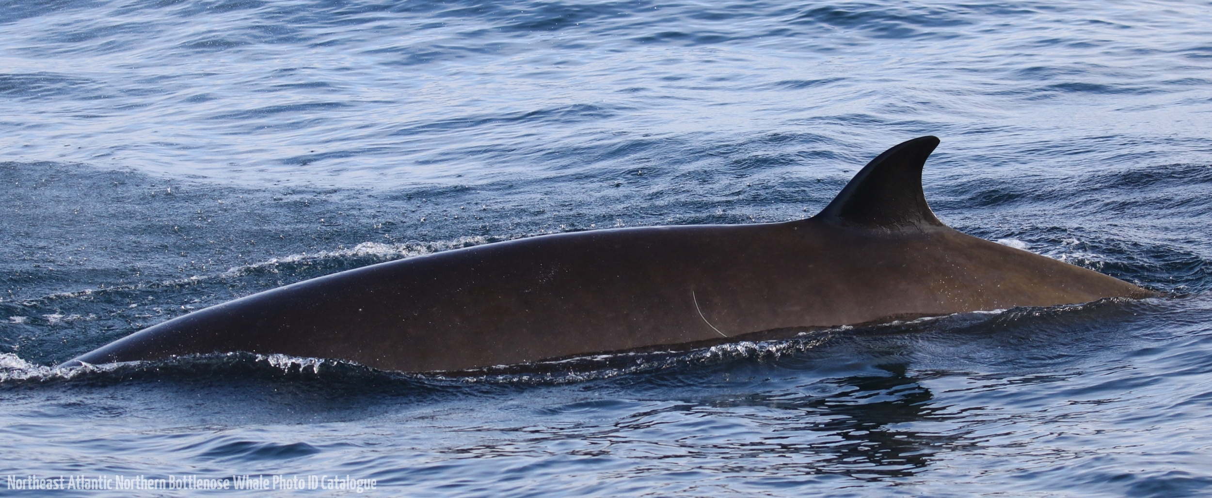 Whale ID: 0209,  Date taken: 21-06-2016,  Photographer: Eilidh Siegal