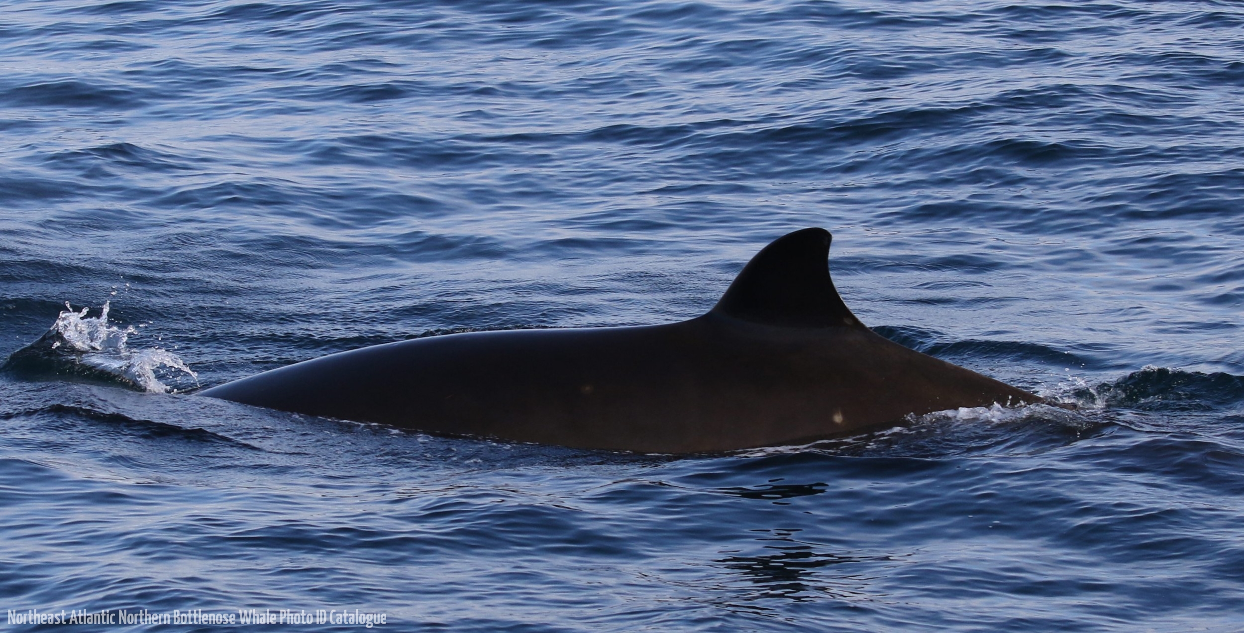 Whale ID: 0211,  Date taken: 21-06-2016,  Photographer: Eilidh Siegal