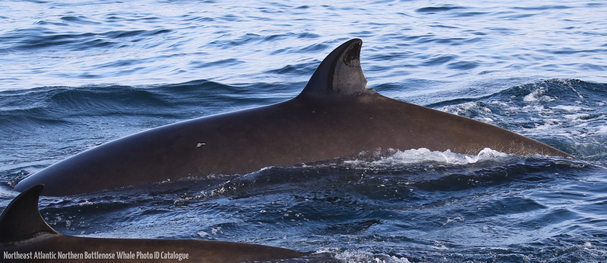 Whale ID: 0130,  Date taken: 21-06-2016,  Photographer: Eilidh Siegal