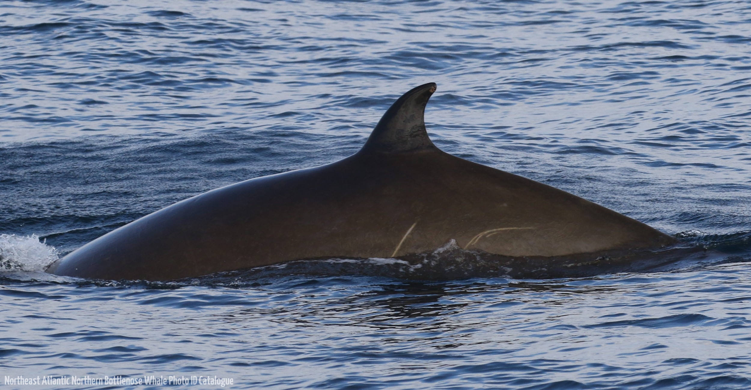 Whale ID: 0210,  Date taken: 21-06-2016,  Photographer: Eilidh Siegal