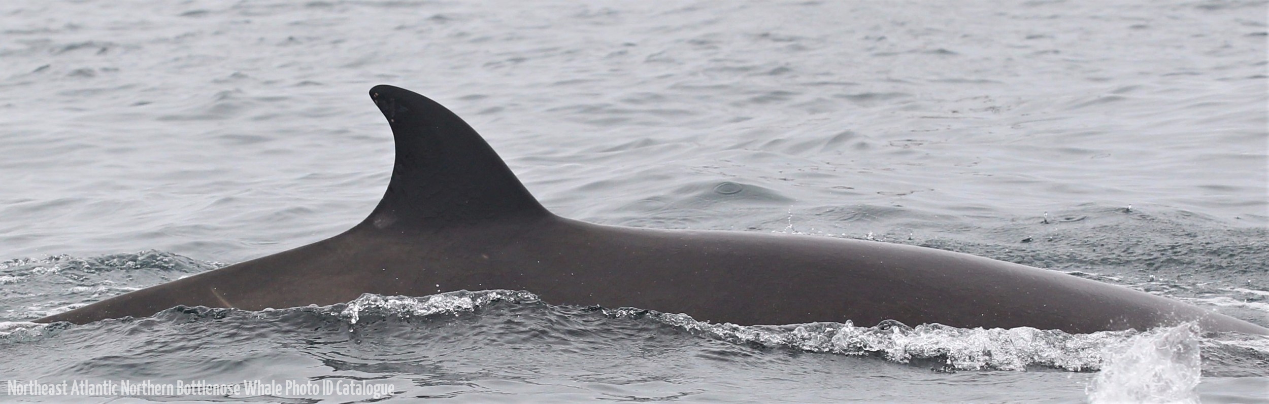Whale ID: 0382,  Date taken: 21-06-2016,  Photographer: Lars Kleivane & Rune R. Hansen