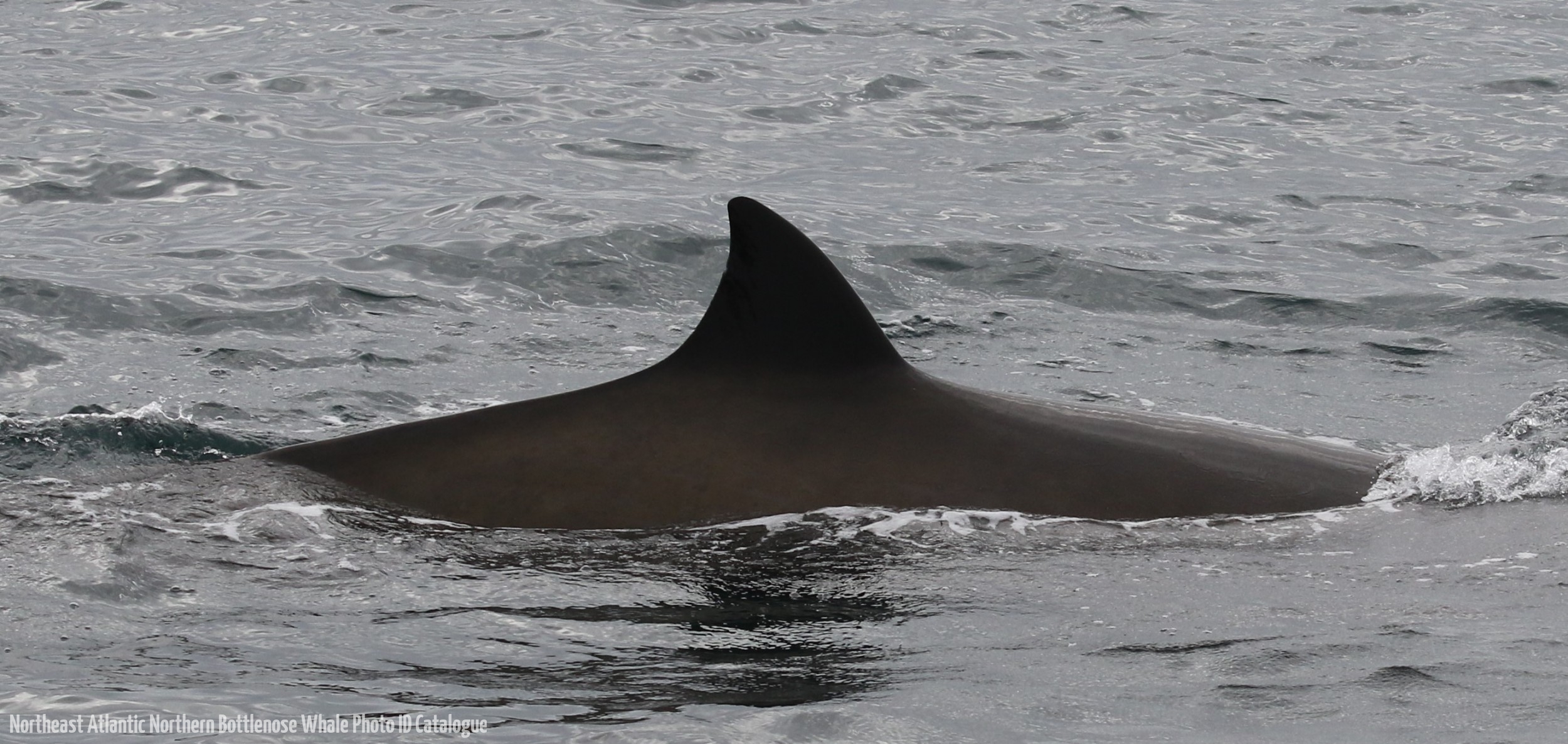 Whale ID: 0380,  Date taken: 21-06-2016,  Photographer: Eilidh Siegal