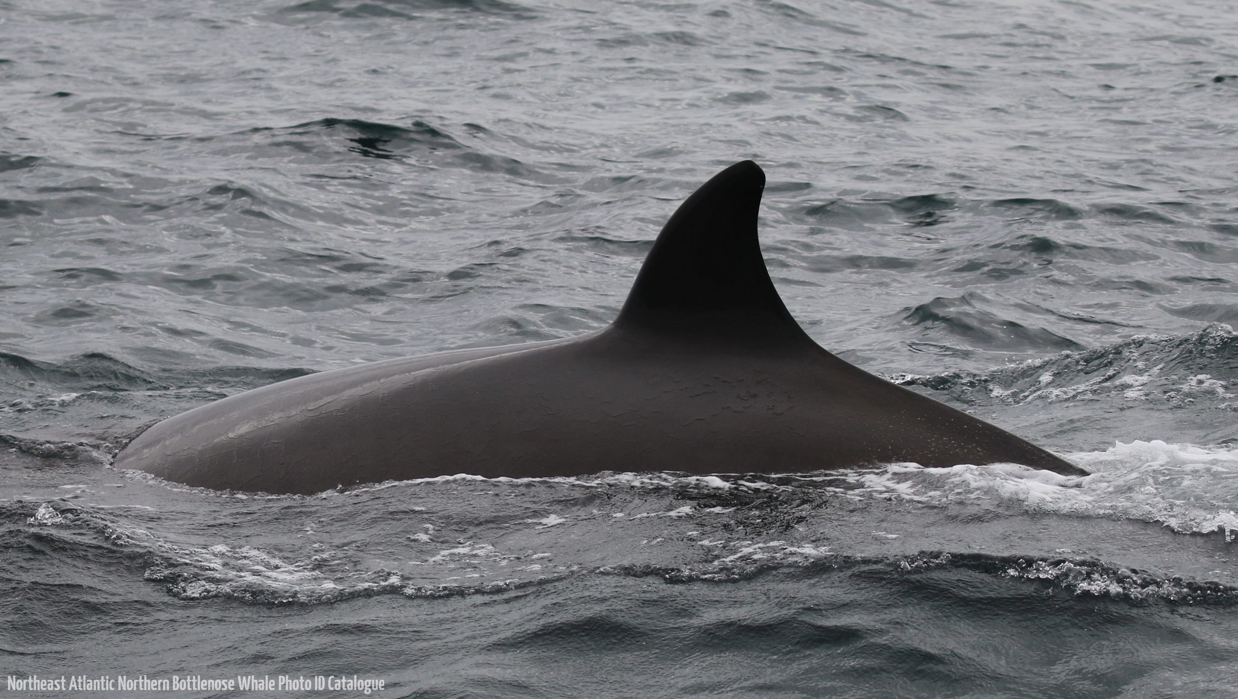 Whale ID: 0204,  Date taken: 21-06-2016,  Photographer: Eilidh Siegal