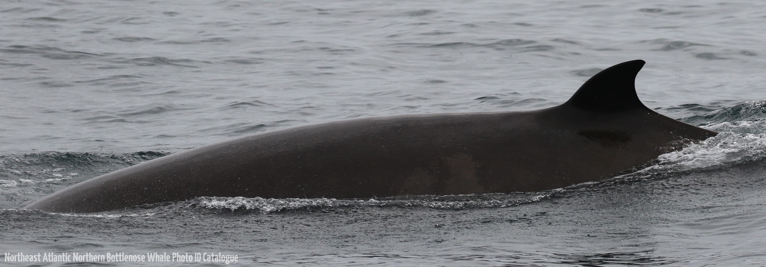 Whale ID: 0205,  Date taken: 21-06-2016,  Photographer: Eilidh Siegal