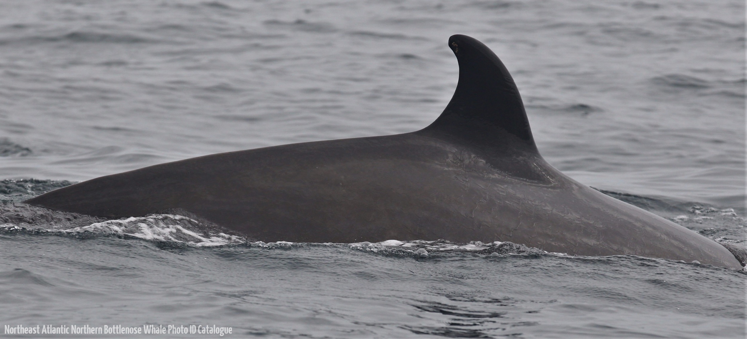 Whale ID: 0379,  Date taken: 21-06-2016,  Photographer: Lars Kleivane & Rune R. Hansen