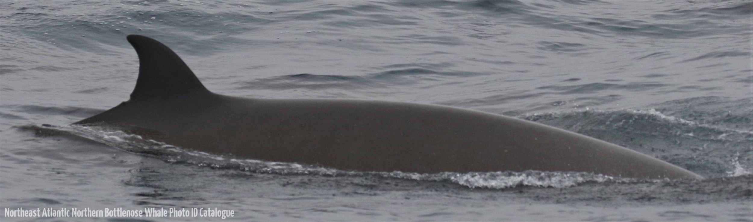 Whale ID: 0390,  Date taken: 25-06-2016,  Photographer: Naomi Boon