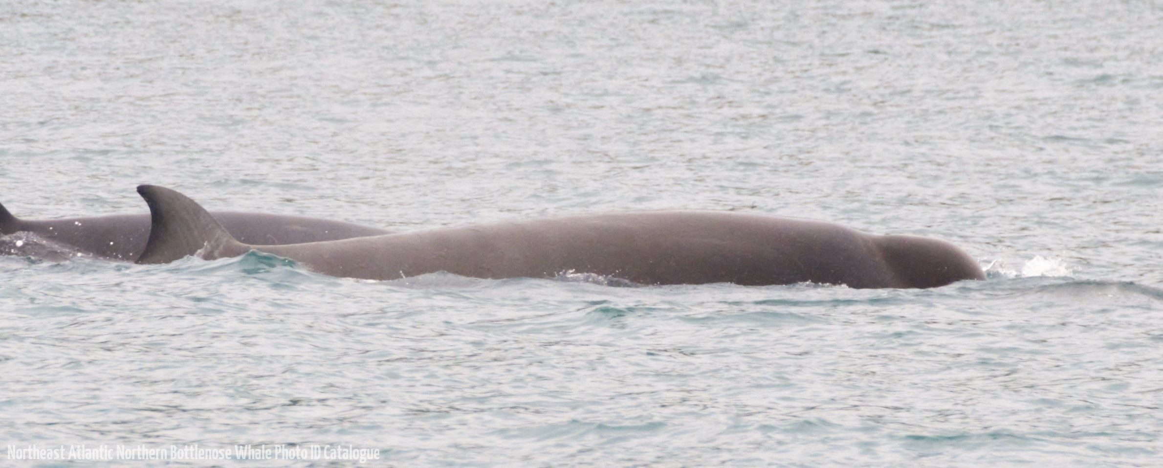 Whale ID: 0230,  Date taken: 21-07-2018,  Photographer: Loes de Heus