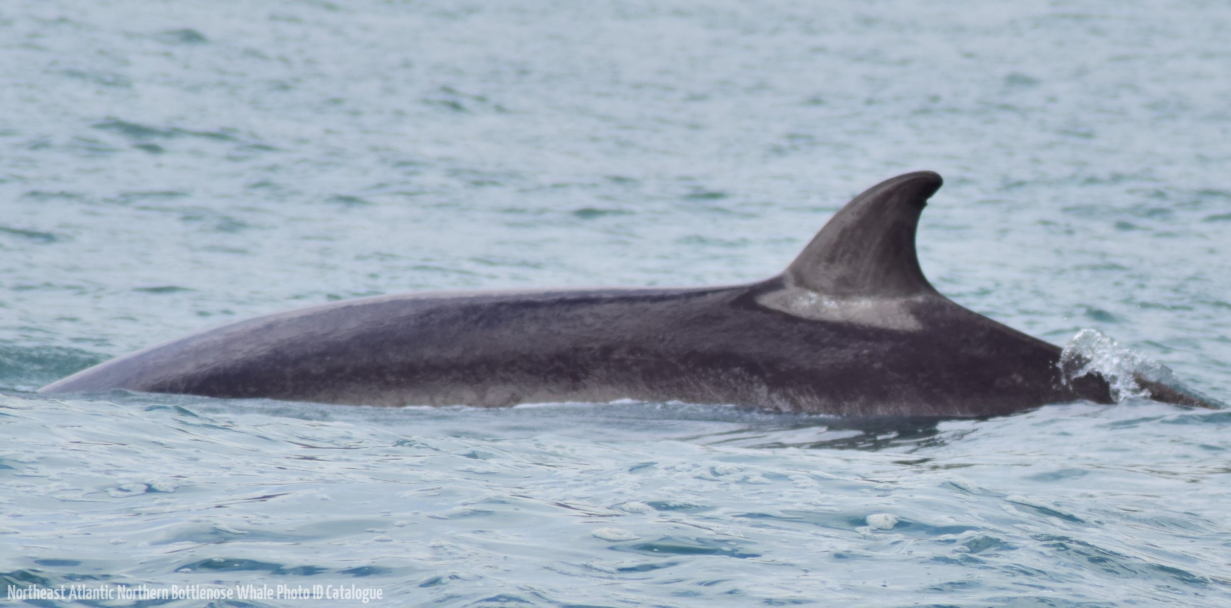 Whale ID: 0225,  Date taken: 25-07-2018,  Photographer: Nacho Oria