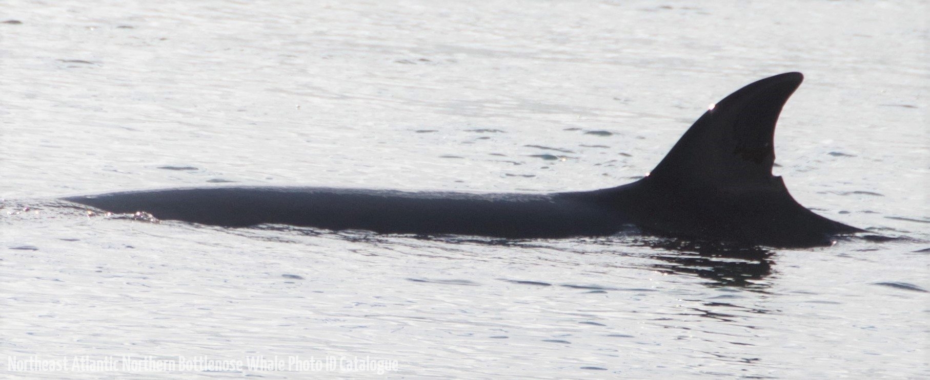 Whale ID: 0228,  Date taken: 09-08-2018,  Photographer: Eðvald Daníelsson