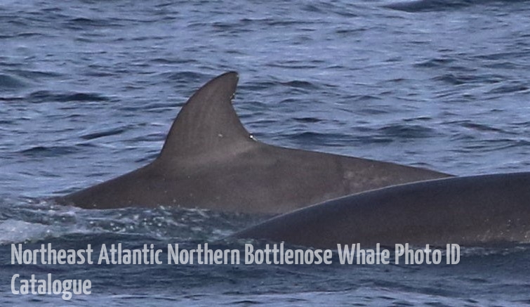 Whale ID: 0226,  Date taken: 22-08-2018,  Photographer: Karl O'Neill (@thekarloneill)