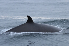 Whale ID: 0251,  Date taken: 24-06-2013,  Photographer: Paul H. Ensor