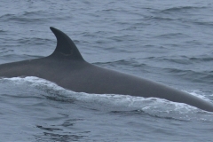 Whale ID: 0253,  Date taken: 24-06-2013,  Photographer: Paul H. Ensor