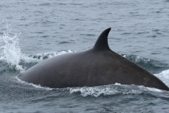 Whale ID: 0003,  Date taken: 24-06-2013,  Photographer: Paul H. Ensor
