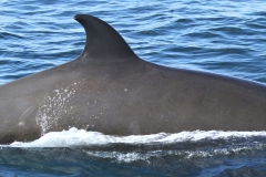 Whale ID: 0256,  Date taken: 24-06-2013,  Photographer: Paul H. Ensor