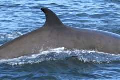 Whale ID: 0257,  Date taken: 24-06-2013,  Photographer: Paul H. Ensor