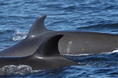 Whale ID: 0005,  Date taken: 24-06-2013,  Photographer: Paul H. Ensor