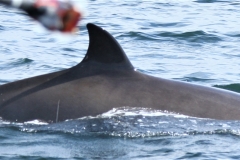 Whale ID: 0263,  Date taken: 24-06-2013,  Photographer: Paul H. Ensor