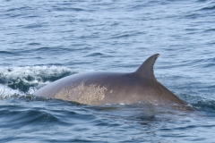Whale ID: 0007,  Date taken: 24-06-2013,  Photographer: Paul H. Ensor